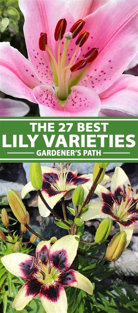 list of lily varieties.